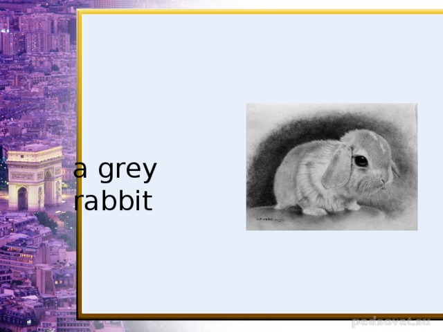 a grey rabbit