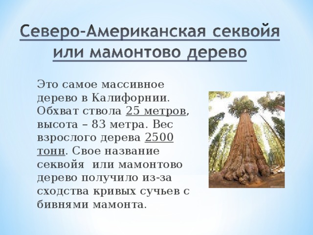 Это самое массивное дерево в Калифорнии. Обхват ствола 25 метров , высота – 83 метра. Вес взрослого дерева 2500 тонн . Свое название секвойя или мамонтово дерево получило из-за сходства кривых сучьев с бивнями мамонта.