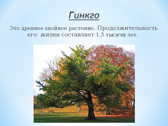 Это древнее хвойное растение . Продолжительность его жизни составляет 1,5 тысячи лет.