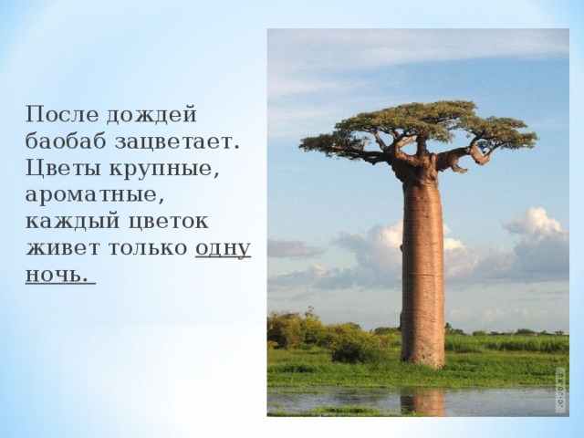 После дождей баобаб зацветает. Цветы крупные, ароматные, каждый цветок живет только одну ночь.