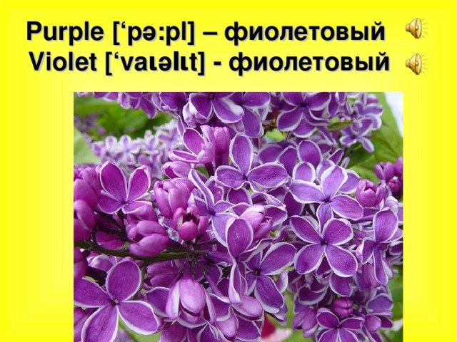 Purple [‘p ә :pl] – фиолетовый   Violet [‘va ι ә l ι t] - фиолетовый