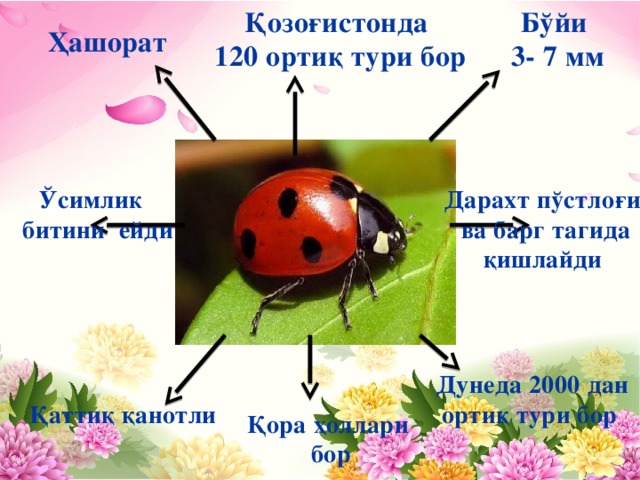 Қозоғистонда Бўйи 120 ортиқ тури бор 3- 7 мм Ҳашорат Дарахт пўстлоғи Ўсимлик  ва барг тагида қишлайди битини ейди Дунеда 2000 дан ортиқ тури бор Қаттиқ қанотли Қора ҳоллари  бор