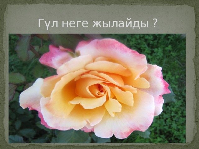 Гүл неге жылайды ?