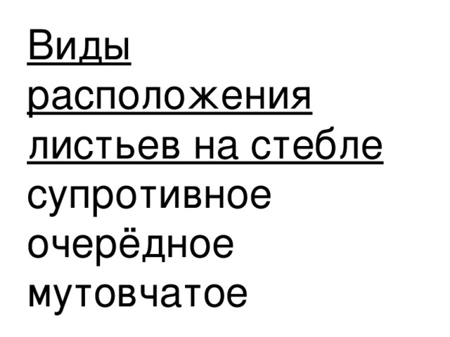 Виды расположения листьев на стебле  супротивное  очерёдное  мутовчатое