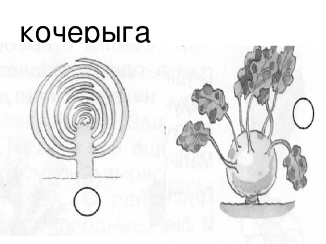 кочерыга