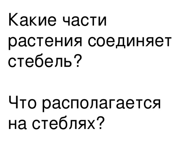 Какие части растения соединяет стебель?   Что располагается на стеблях?