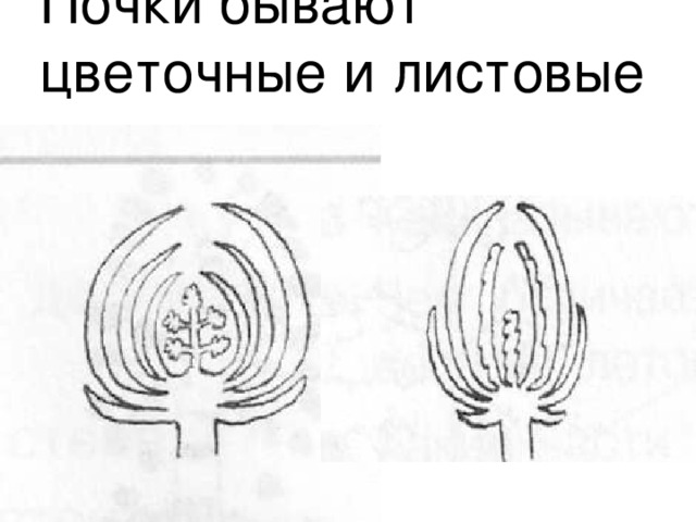 Почки бывают  цветочные и листовые