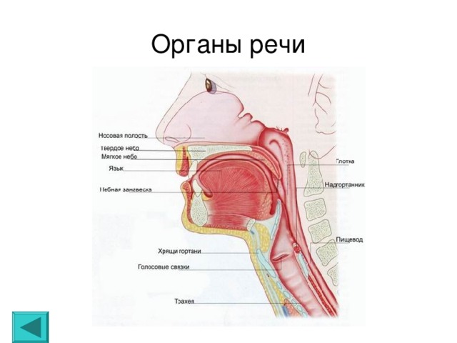 Органы речи