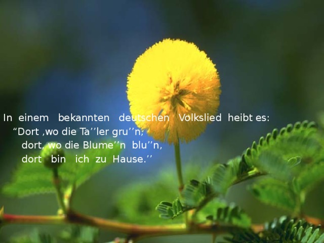 In einem bekannten deutschen Volkslied heibt es: “ Dort ,wo die Ta’’ler  gru’’n,  dort, wo die Blume’’n blu’’n,  dort bin ich zu Hause.’’