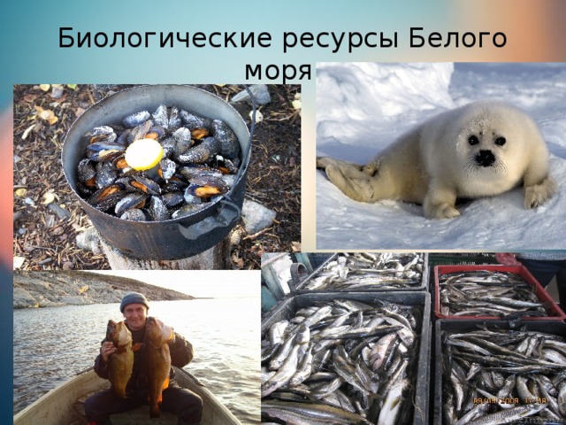 Биологические ресурсы Белого моря.