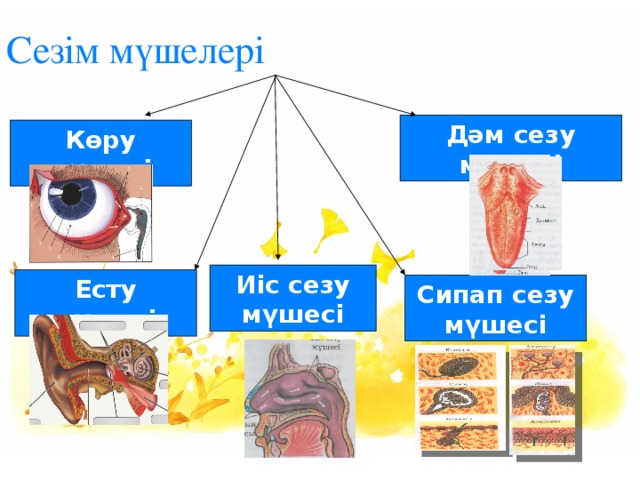 Дене мүшелері суреттер. Сипап сезу мүшесі презентация. Сезим мушелери. Сезім мүшелері презентация. Дене мүшелері ю.