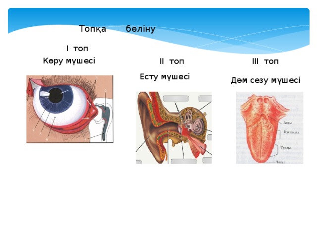 Топқа бөліну І топ Көру мүшесі ІІ топ ІІІ топ  Есту мүшесі  Дәм сезу мүшесі