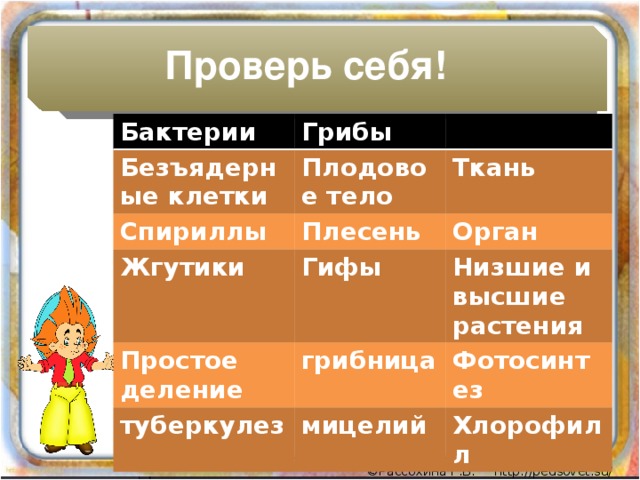 Проверь себя! Бактерии Грибы Безъядерные клетки Плодовое тело Спириллы Плесень Жгутики Ткань Орган Гифы Простое деление грибница Низшие и высшие растения туберкулез Фотосинтез мицелий Хлорофилл