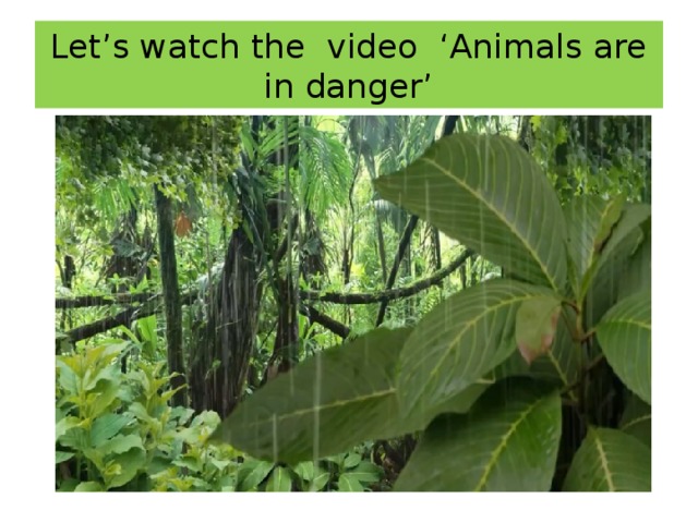 Let’s watch the video ‘Animals are in danger’