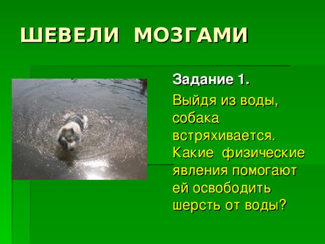 Задание 1.  Выйдя из воды, собака встряхивается. Какие физические явления помогают ей освободить шерсть от воды?