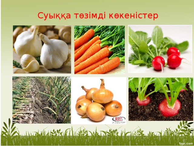 Суыққа төзімді көкеністер