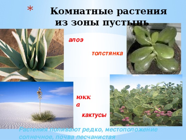 юкка  Комнатные растения  из зоны пустынь алоэ толстянка кактусы Растения поливают редко, местоположение солнечное, почва песчанистая