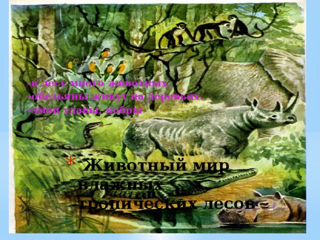 -в лесу много животных.  -обезьяны живут на деревьях.  -змеи удавы, кобры