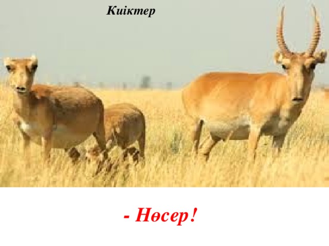 Киіктер - Нөсер!