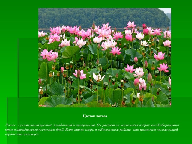   Цветок лотоса   Лотос  - уникальный цветок, загадочный и прекрасный. Он растёт на нескольких озёрах юга Хабаровского края и цветёт всего несколько дней. Есть такое озеро и в Вяземском районе, что является несомненной гордостью вяземцев.