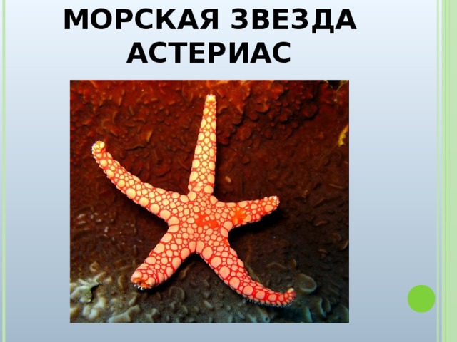 МОРСКАЯ ЗВЕЗДА АСТЕРИАС