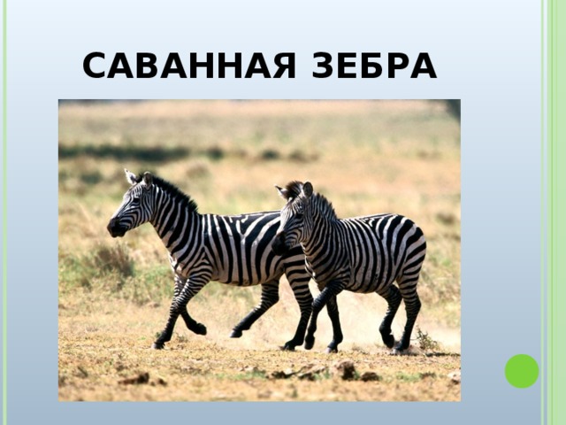 САВАННАЯ ЗЕБРА