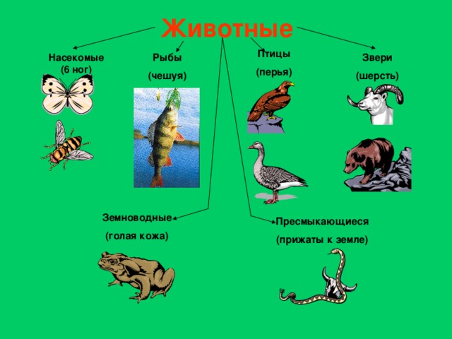 Животные Птицы (перья) Насекомые (6 ног) Звери (шерсть) Рыбы (чешуя) Земноводные (голая кожа) Пресмыкающиеся (прижаты к земле)