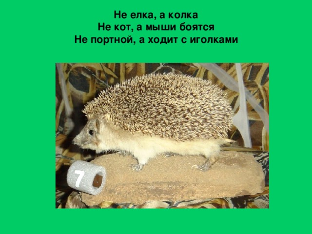 Не елка, а колка  Не кот, а мыши боятся  Не портной, а ходит с иголками