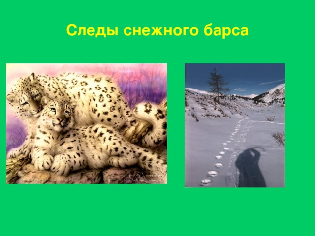 Следы снежного барса