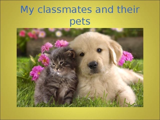 My classmates and their pets