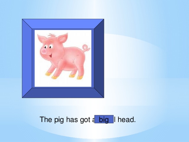 The pig has got a small head. big