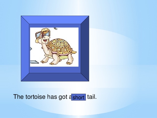 The tortoise has got a long tail. short