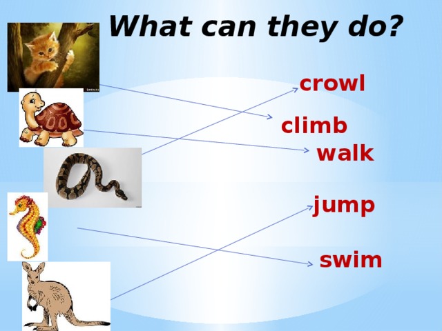 What can they do? crowl сlimb walk jump swim