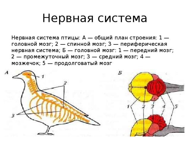Нервная система Нервная система птицы: А — общий план строения: 1 — головной мозг; 2 — спинной мозг; 3 — периферическая нервная система; Б — головной мозг: 1 — передний мозг; 2 — промежуточный мозг; 3 — средний мозг; 4 — мозжечок; 5 — продолговатый мозг