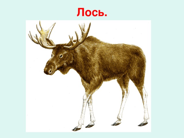 Лось.