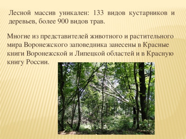 Лесной массив уникален: 133 видов кустарников и деревьев, более 900 видов трав. Многие из представителей животного и растительного мира Воронежского заповедника занесены в Красные книги Воронежской и Липецкой областей и в Красную книгу России. 