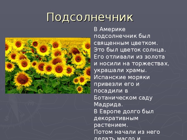 В Америке подсолнечник был священным цветком. Это был цветок солнца. Его отливали из золота и носили на торжествах, украшали храмы. Испанские моряки привезли его и посадили в Ботаническом саду Мадрида. В Европе долго был декоративным растением. Потом начали из него делать масло и получать семечки.