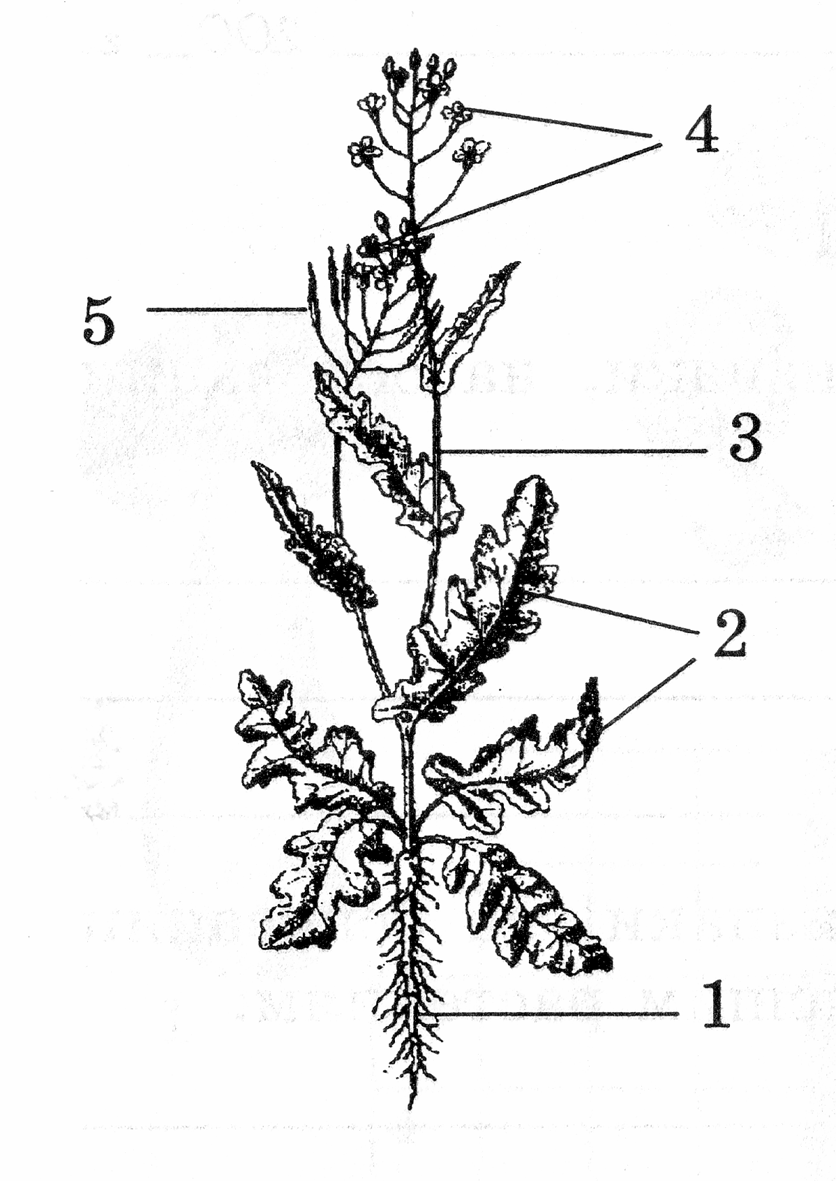 На рисунке 1 изображено растение и внутреннее. 5 Самых типичных растений. К какому классу относится растение изображенное на рисунке. Эскиз с двулетними растениями. Шельф в биологии типичность растения.