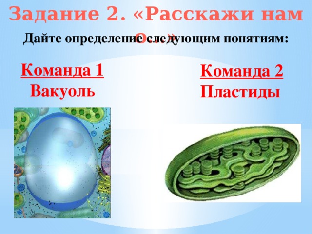 Задание 2. «Расскажи нам о…» Дайте определение следующим понятиям: Команда 1 Вакуоль Команда 2 Пластиды