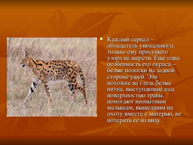 Каждый сервал – обладатель уникального, только ему присущего узора на шерсти. Еще одна особенность его окраса – белые полоски на задней стороне ушей. Эти похожие на глаза белые пятна, выступающие над поверхностью травы, помогают неопытным малышам, вышедшим на охоту вместе с матерью, не потерять ее из виду.