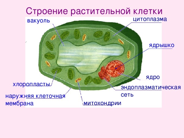Строение растительной клетки цитоплазма вакуоль ядрышко ядро хлоропласты эндоплазматическая сеть наружняя клеточная мембрана митохондрии