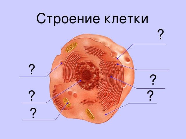 Строение клетки ? ? ? ? ? ?