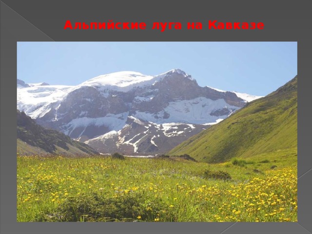 Альпийские луга на Кавказе