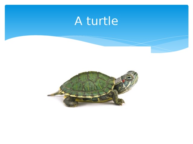 A turtle