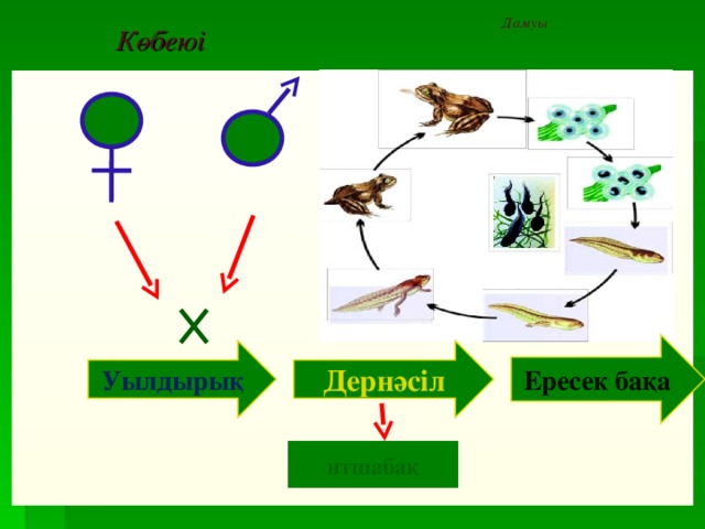 Дамуы  Көбеюі Ересек бақа Дернәсіл Уылдырық итшабақ