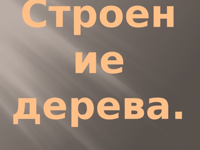 Строение дерева.