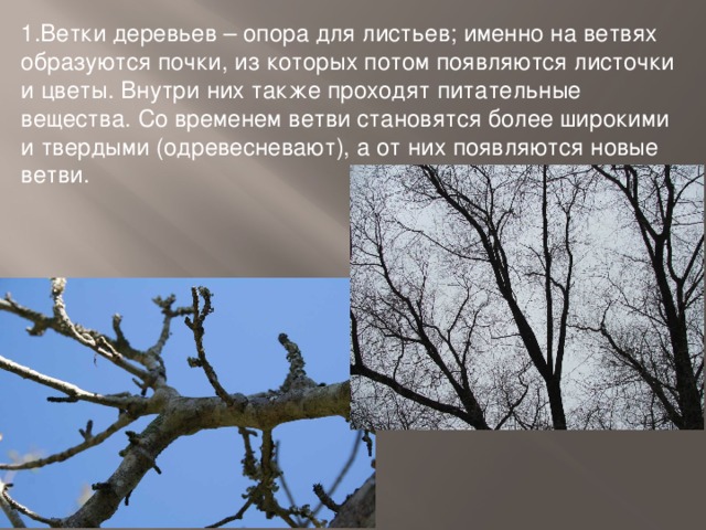 Ветки деревьев – опора для листьев; именно на ветвях образуются почки, из которых потом появляются листочки и цветы. Внутри них также проходят питательные вещества. Со временем ветви становятся более широкими и твердыми (одревесневают), а от них появляются новые ветви.