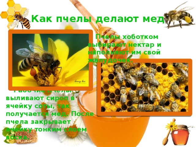 ИСТОРИЯ МЕДА   Пчела появилась  на 50-60 тысяч лет раньше человека   Письменные памятники свидетельствуют  о том, что в   Египте было хорошо развито пчеловодство. С тех пор и началось кочевое пчеловодство.