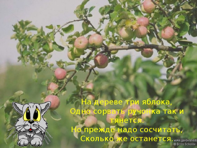 На дереве три яблока, Одно сорвать ручонка так и тянется. Но прежде надо сосчитать, Сколько же останется.