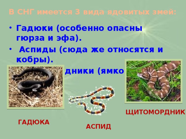 В СНГ имеется 3 вида ядовитых змей:   Гадюки (особенно опасны гюрза и эфа).  Аспиды (сюда же относятся и кобры).  Щитомордники (ямкоголовые). Щитомордник Гадюка Аспид